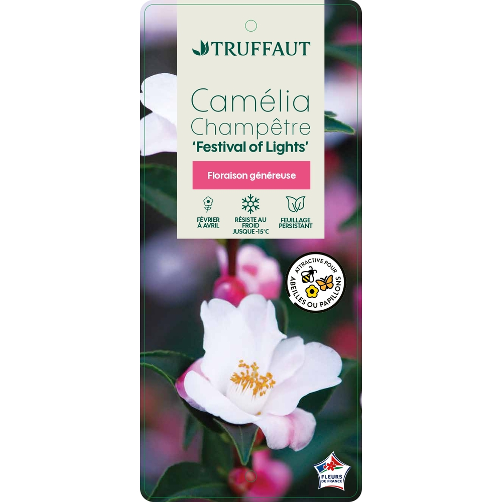 Camelia 'Festival of Lights' : pot 3L