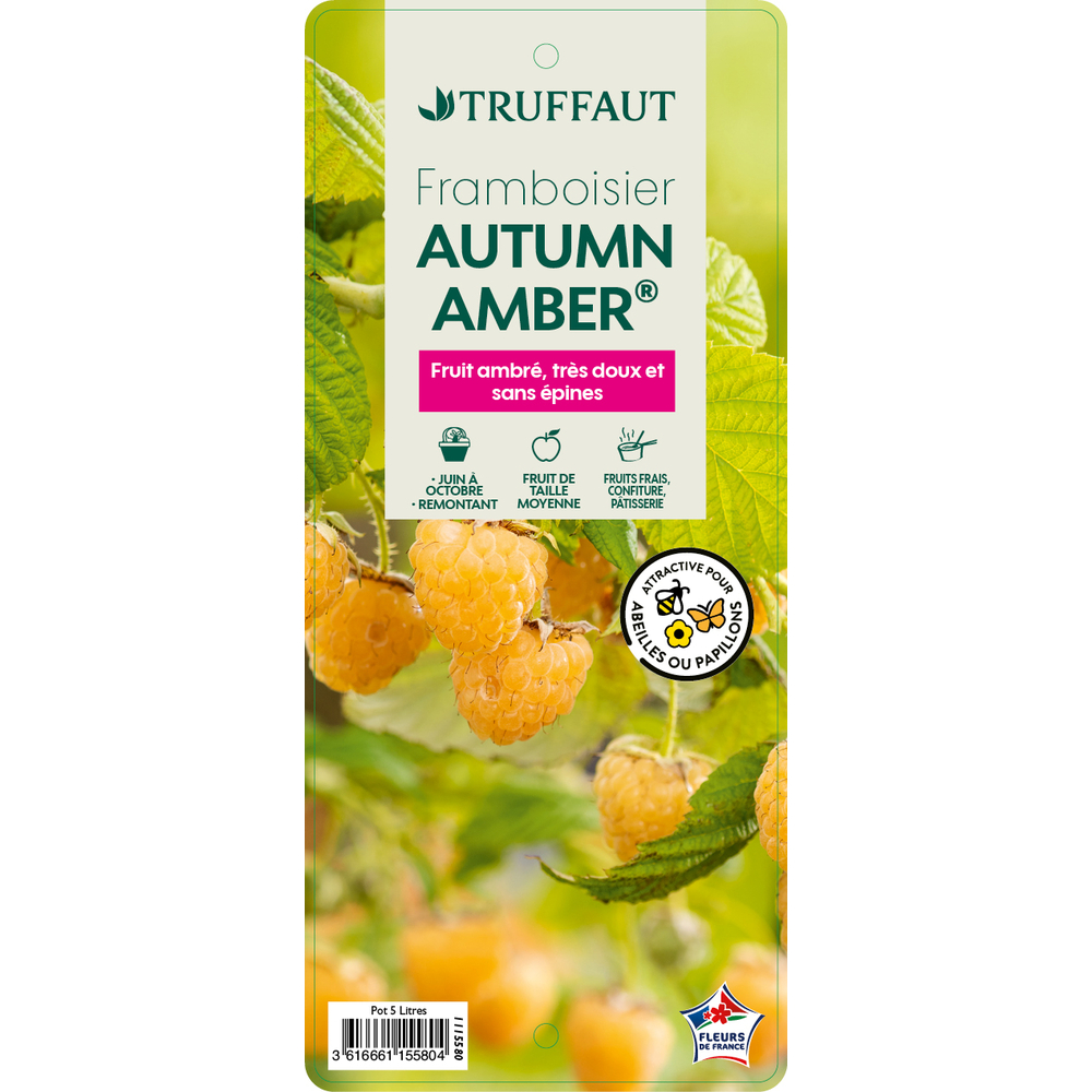 Framboisier 'Autumn Amber®' : pot 5L