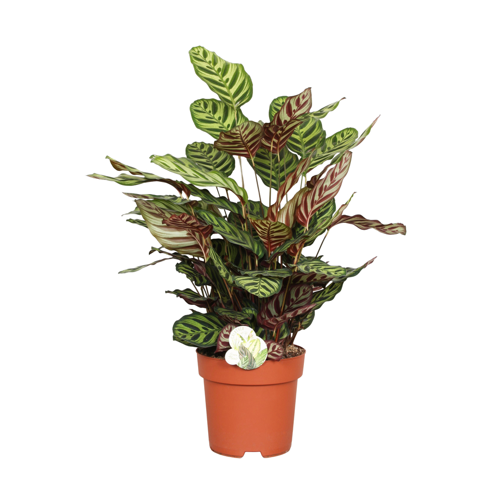 Calathea makoyana : pot D.24cm