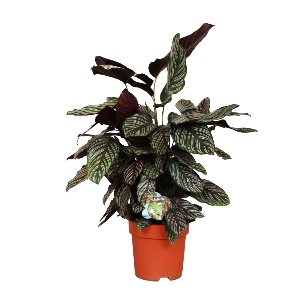 Calathea ornata : pot D.24cm