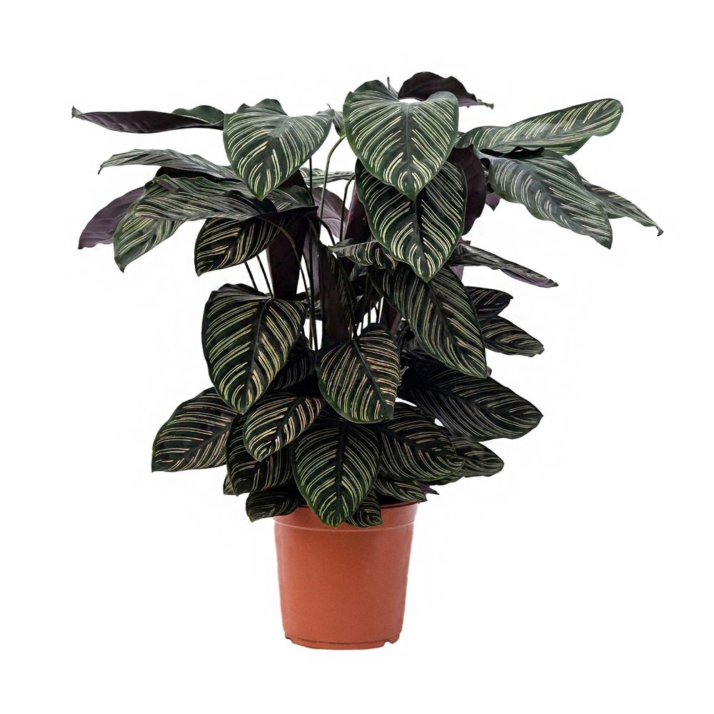Calathea ornata : pot D.24cm