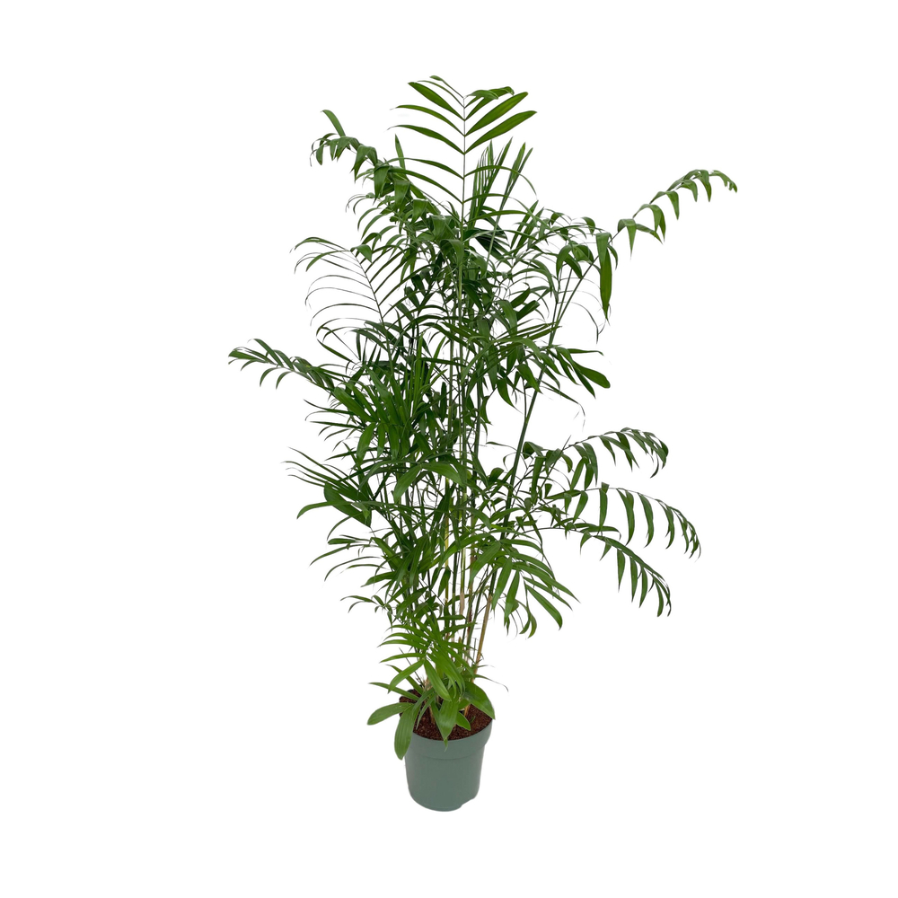 Chamadorea seifrizii : pot D.27cm