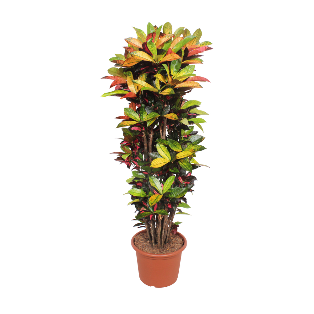 Croton 'Mrs Iceton' : pot D.40cm
