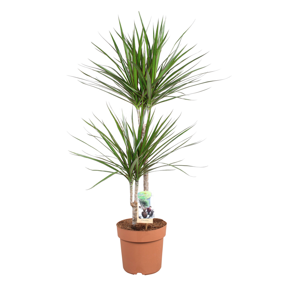 Dracaena marginata, 2 pieds : pot D.21cm