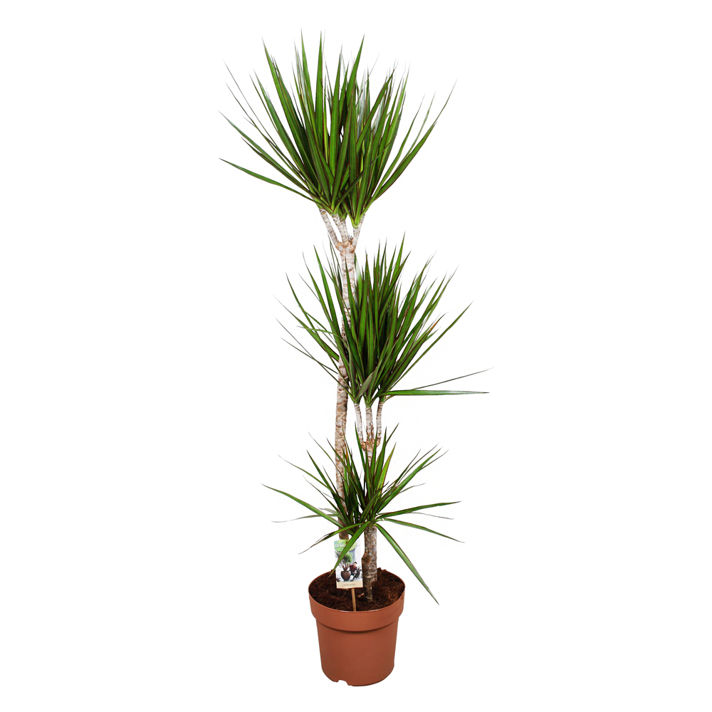 Dracaena marginata, 3 pieds : pot D.24cm
