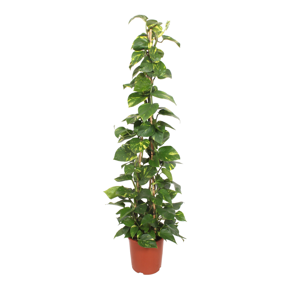 Scindapsus aureum : pot D.27cm