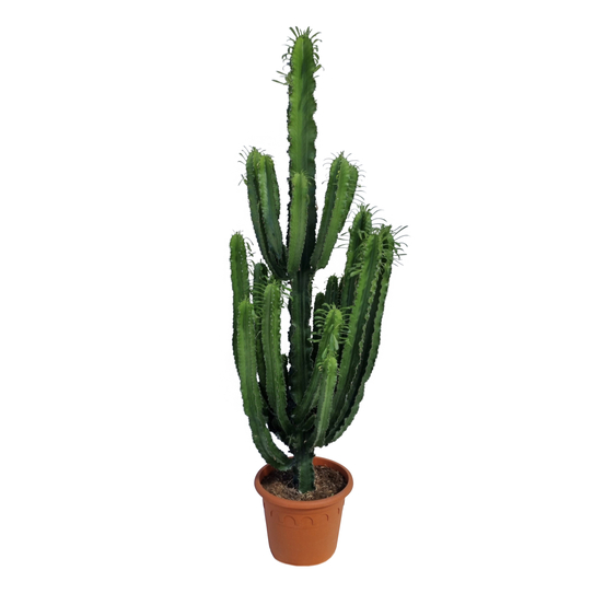 Euphorbia erythréa : pot D.35cm