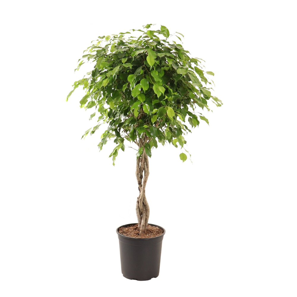 Ficus benjamina 'Exotica' tressé : pot D.27cm