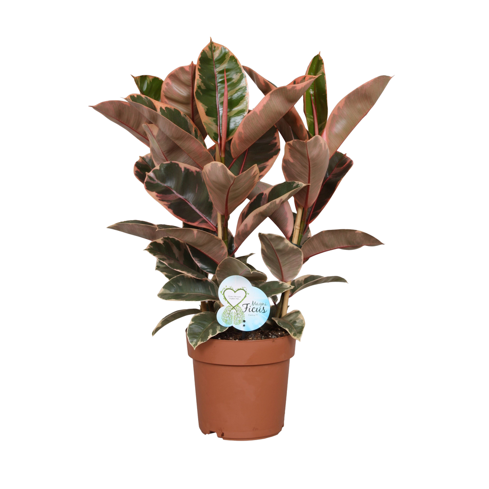 Ficus elastica 'Belize' : pot D.24cm