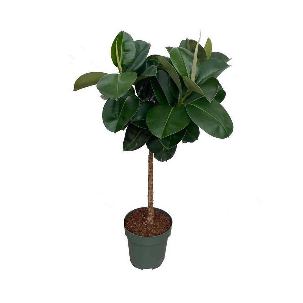 Ficus elastica 'Robusta' tige : pot D.27cm