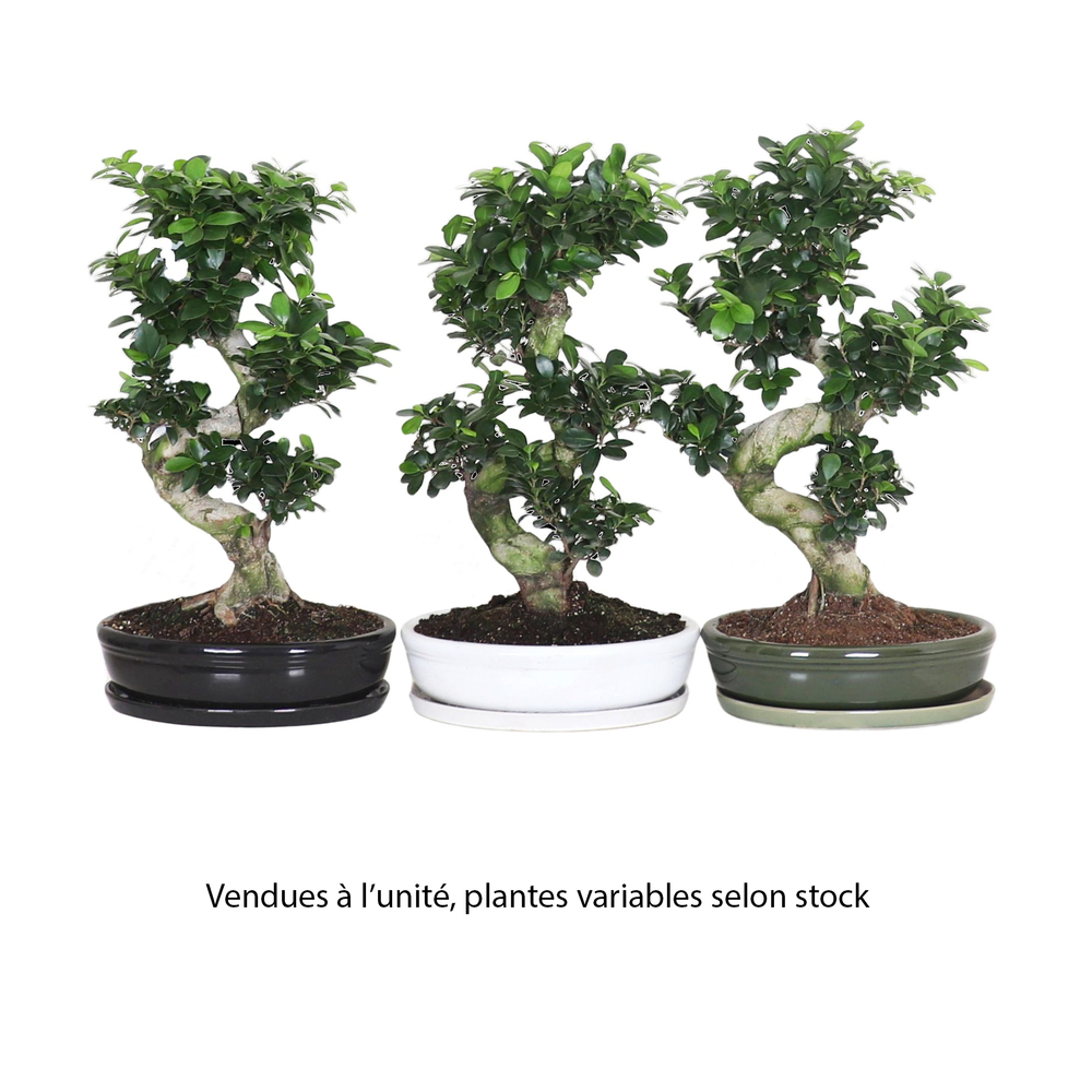 Ficus Ginseng en forme de S : coupe D.35cm