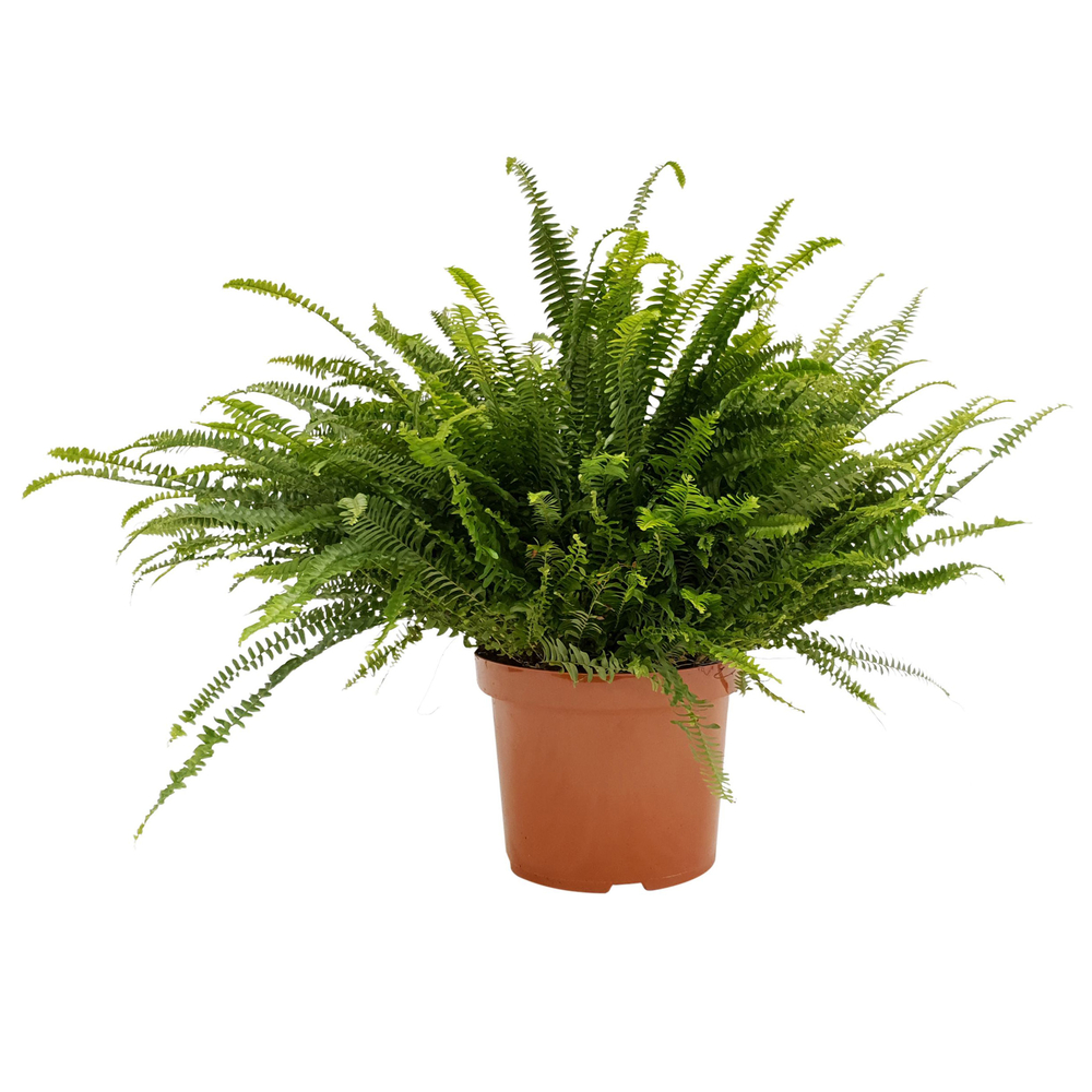 Nephrolepis 'Green Lady' : pot D.26cm