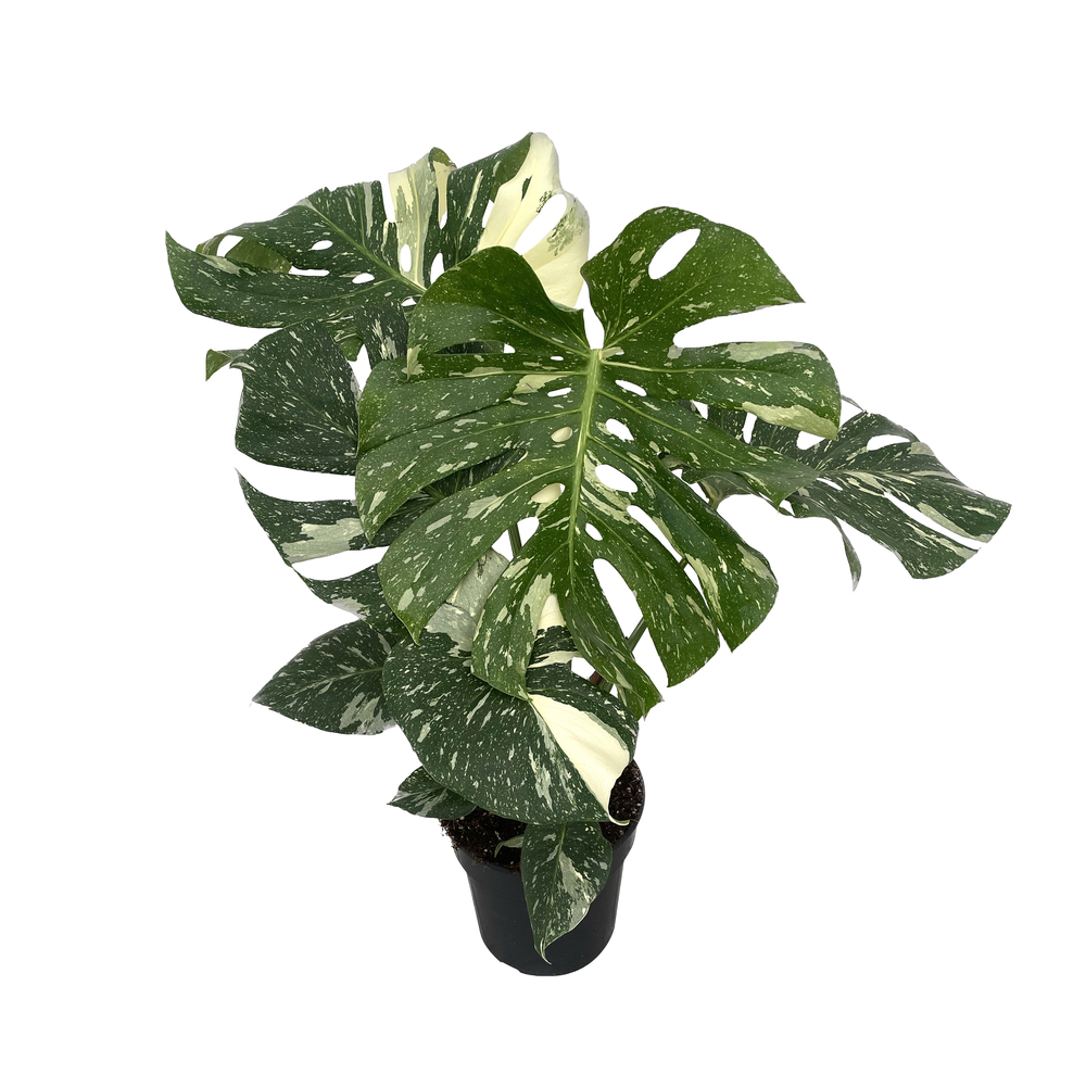 Monstera 'Thai Constellation' : pot D.21cm