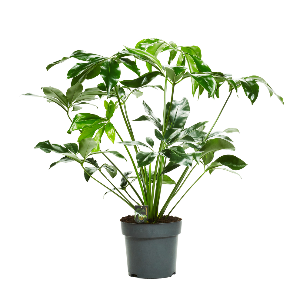 Philodendron 'Fun Bun' : pot D.32cm