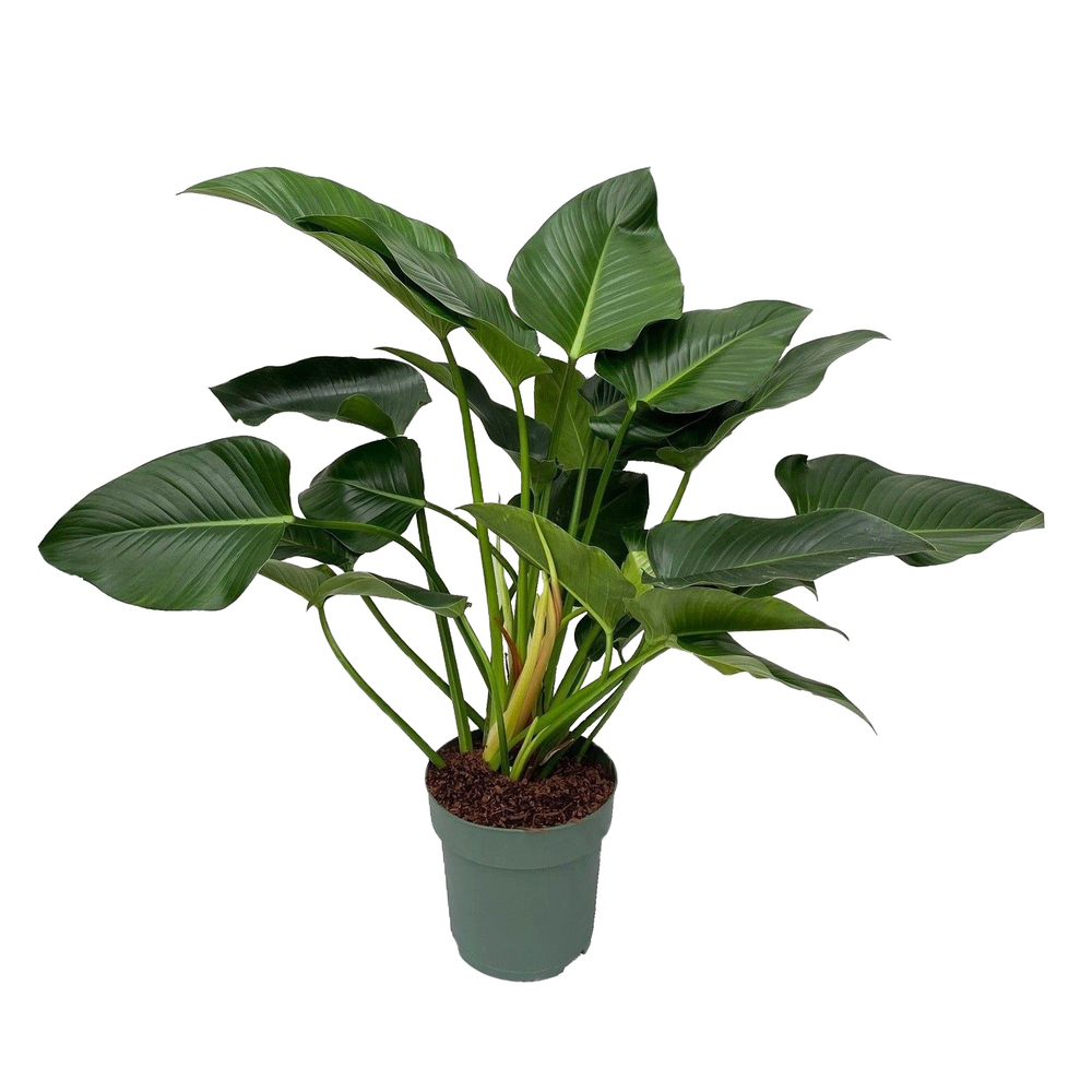 Philodendron 'Green Beauty' : pot D.27cm
