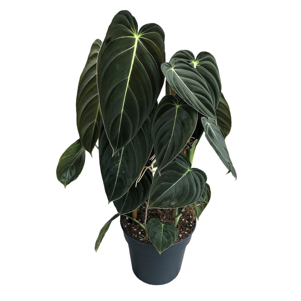 Philodendron melanochrysum : pot D.17cm