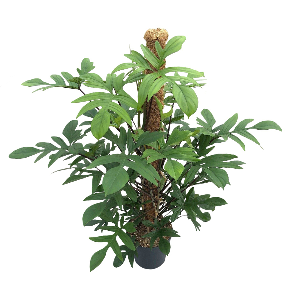 Philodendron pedatum™ : pot D.24cm