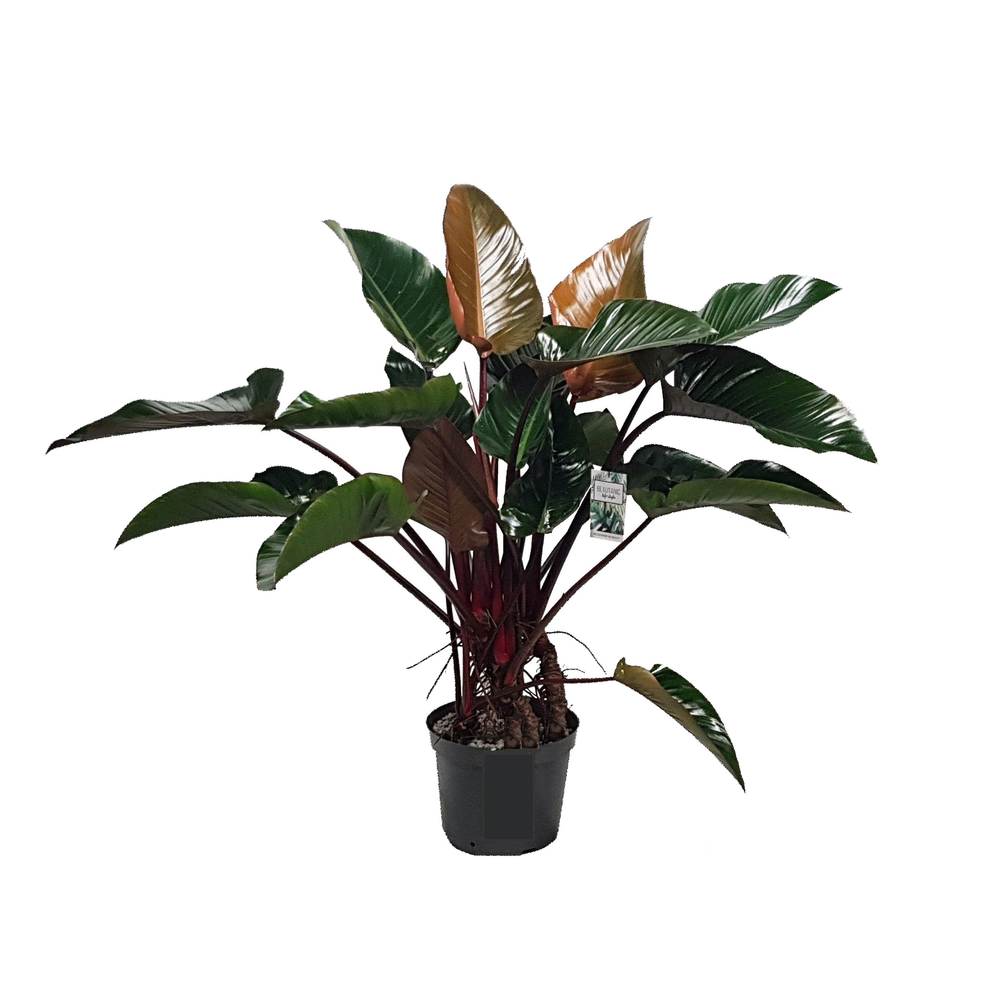 Philodendron 'Red Beauty' : pot D.30cm