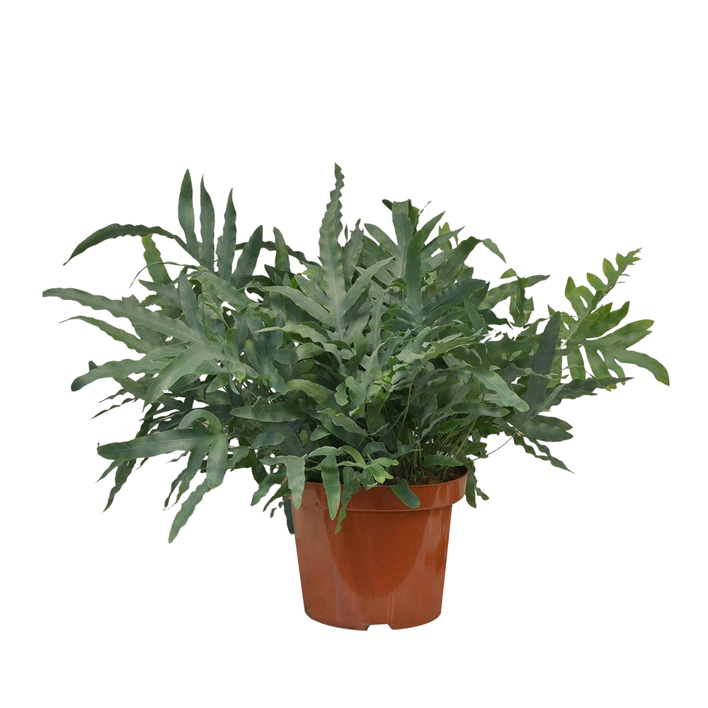 Phlebodium 'Blue Star' : pot D.26cm