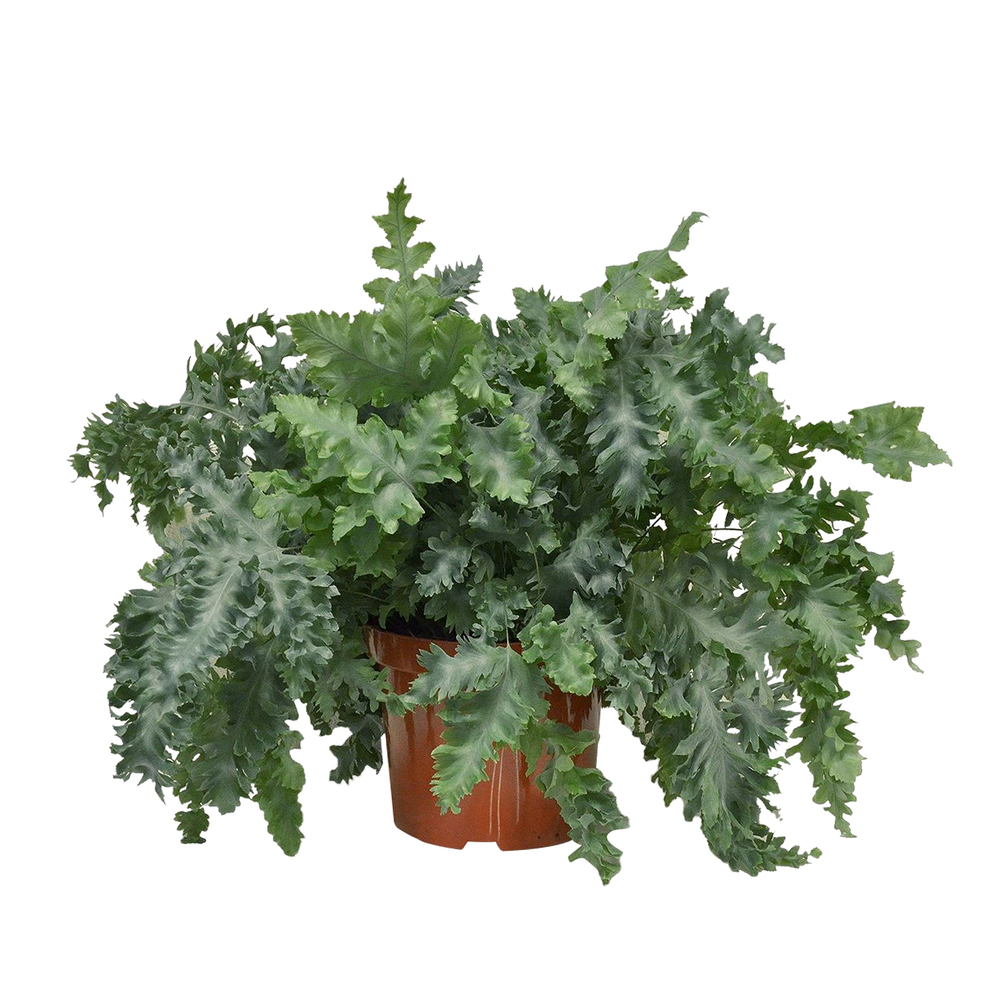 Phlebodium 'Davana' : pot D.26cm