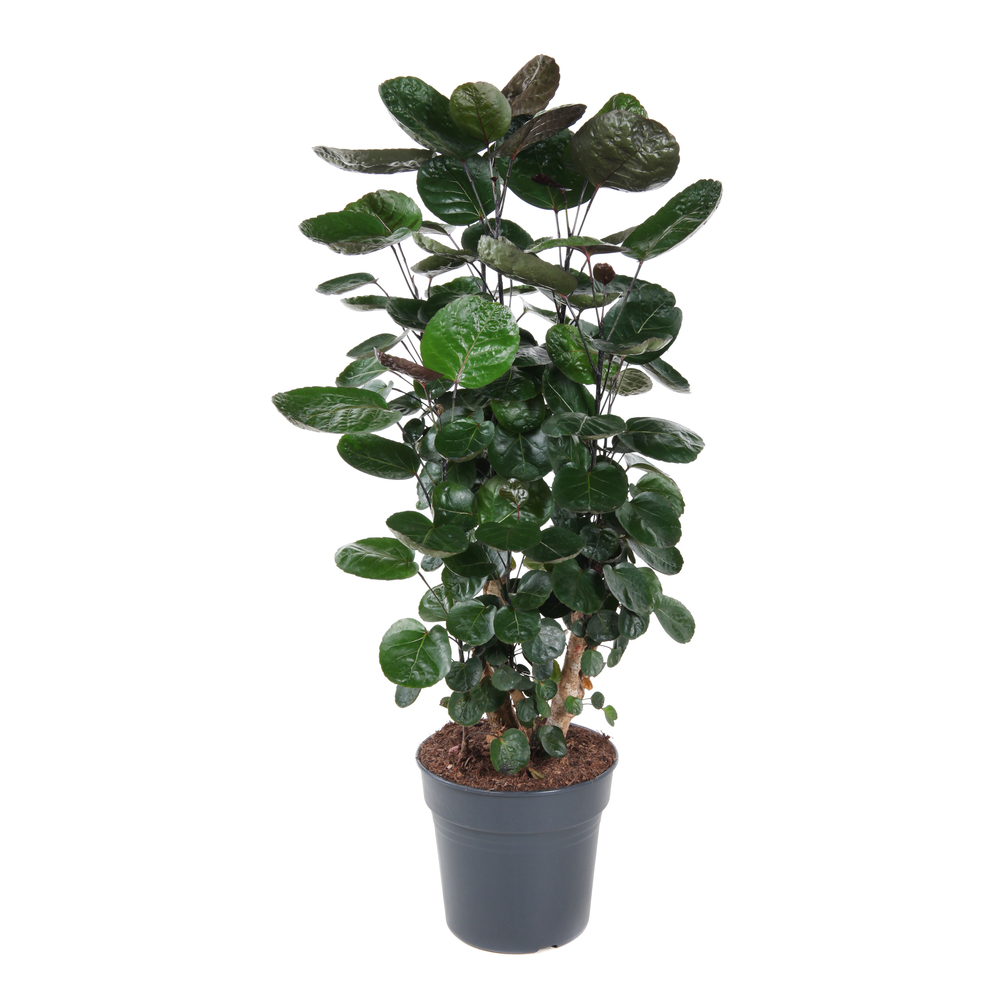 Polyscias 'Fabian' ramifié : pot D.27cm 