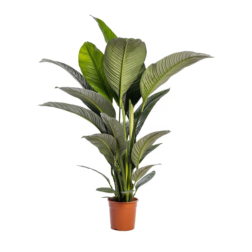 Spathiphyllum 'Sensation', taille L : pot D.24cm