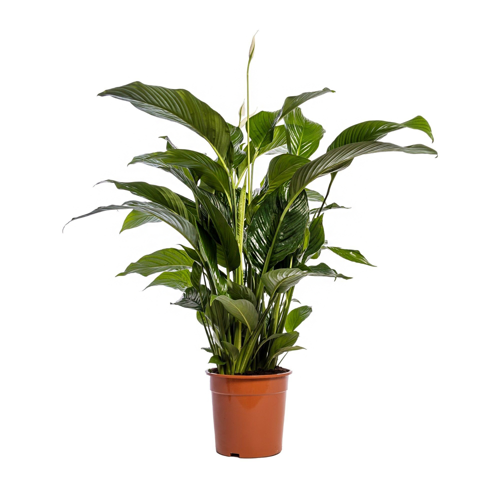 Spathiphyllum 'Sweet Lauretta', taille M : pot D.24cm