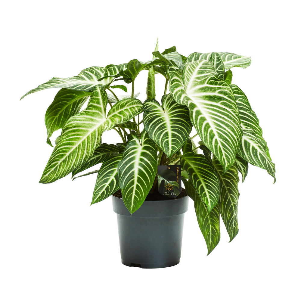 Xanthosoma lindenii : pot D.24cm