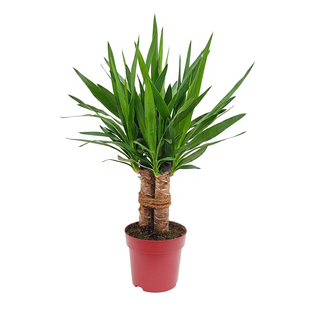 Yucca, 3 pieds : pot D.19cm