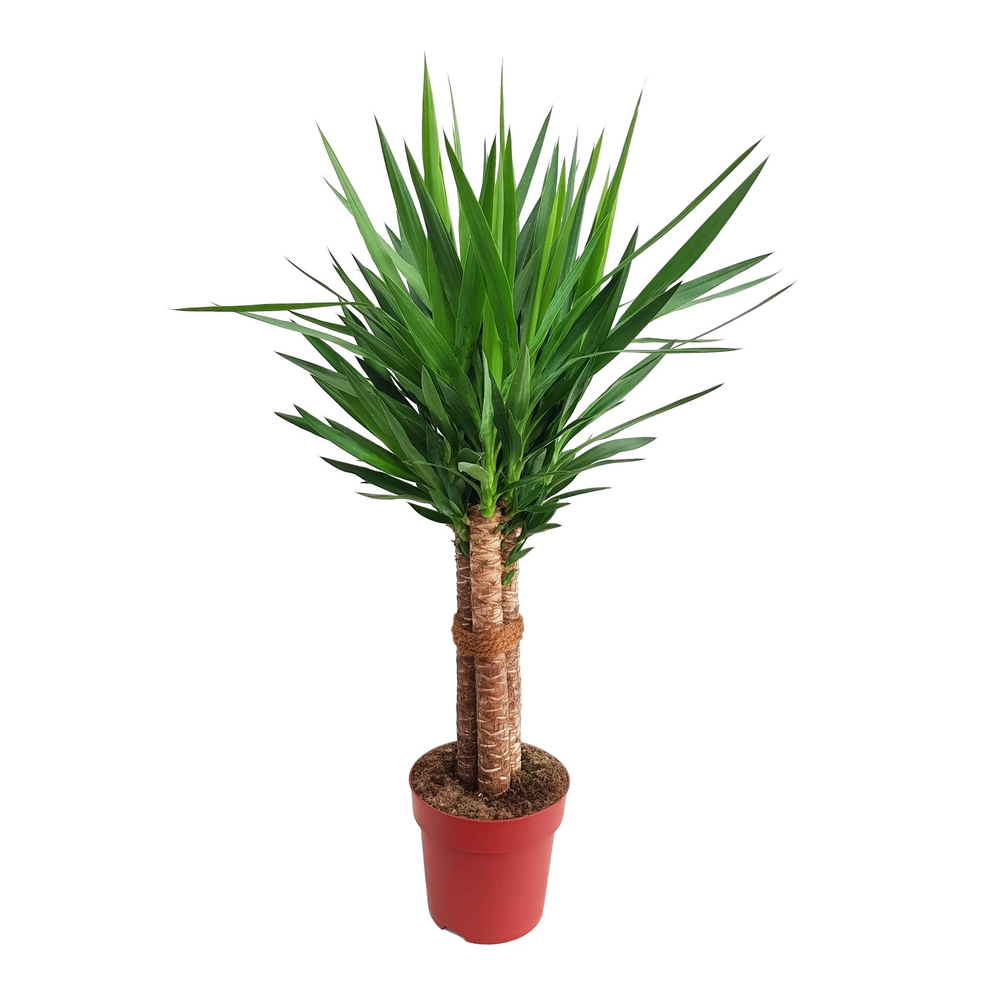 Yucca, 3 pieds : pot D.27cm