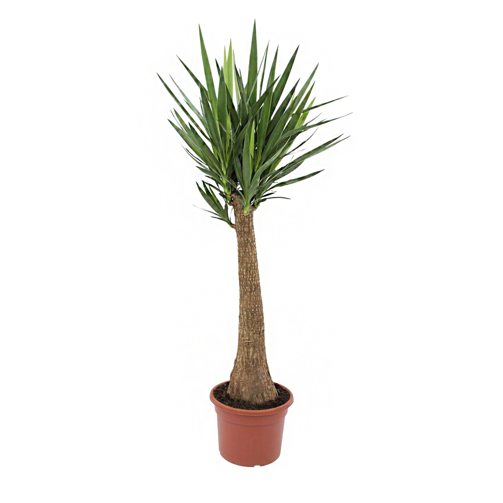Yucca 'Maya Tree' , tige XL : pot D.33cm