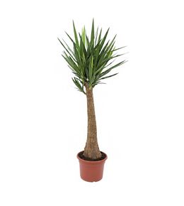 Yucca 'Maya Tree' , tige XL : pot D.33cm