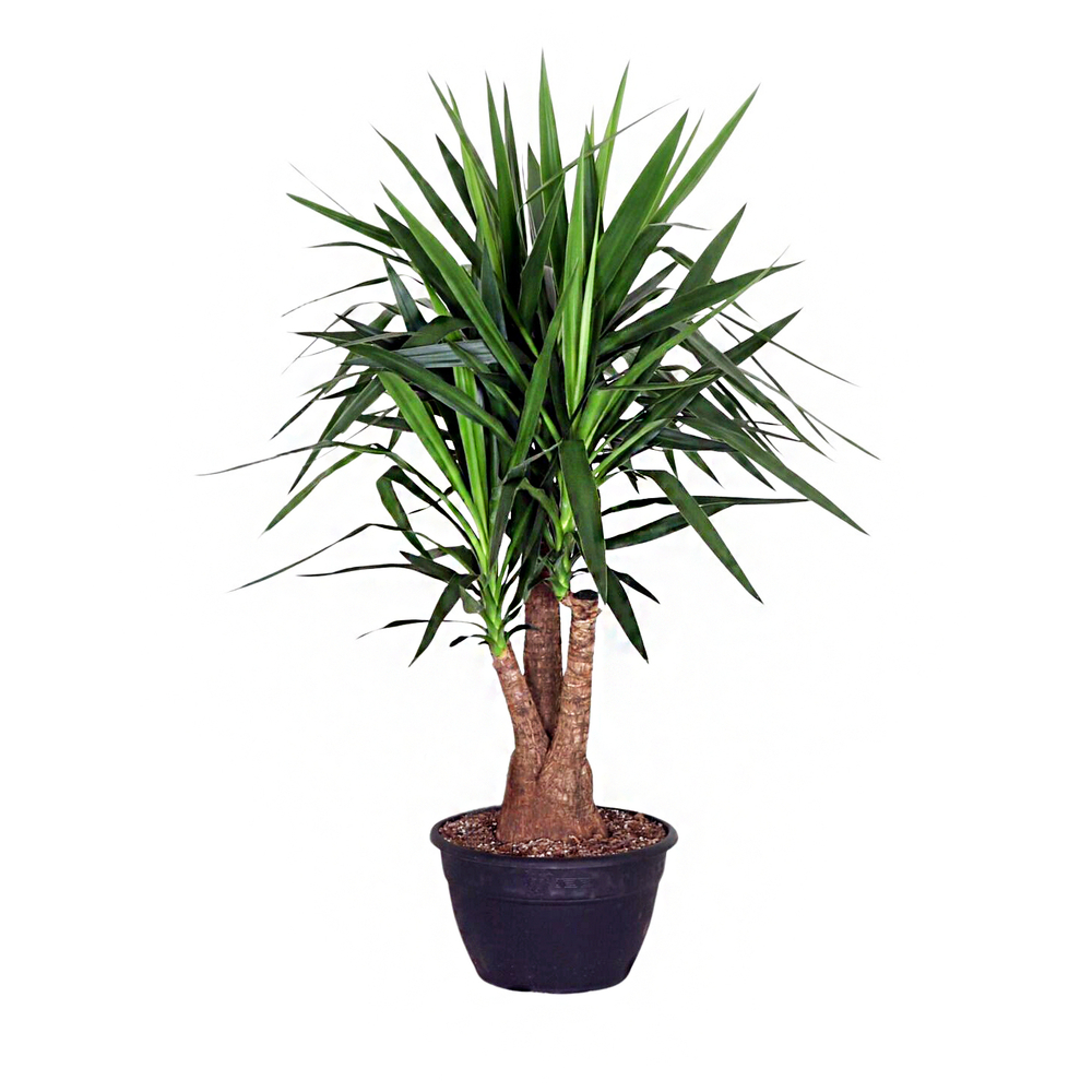Yucca ramifié, taille M : coupe D.35cm