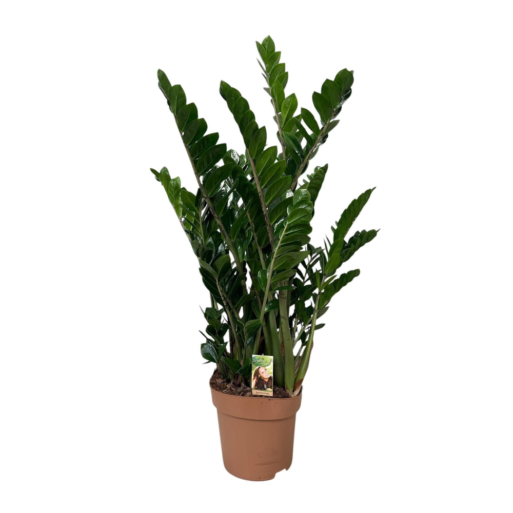 Zamioculcas, taille XL : pot D.30cm