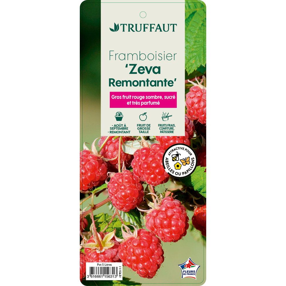 Framboisier 'Zeva' : pot 5L