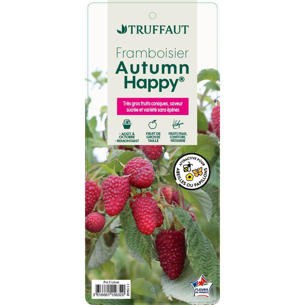 Framboisier 'Autumn Happy®' : pot 5L