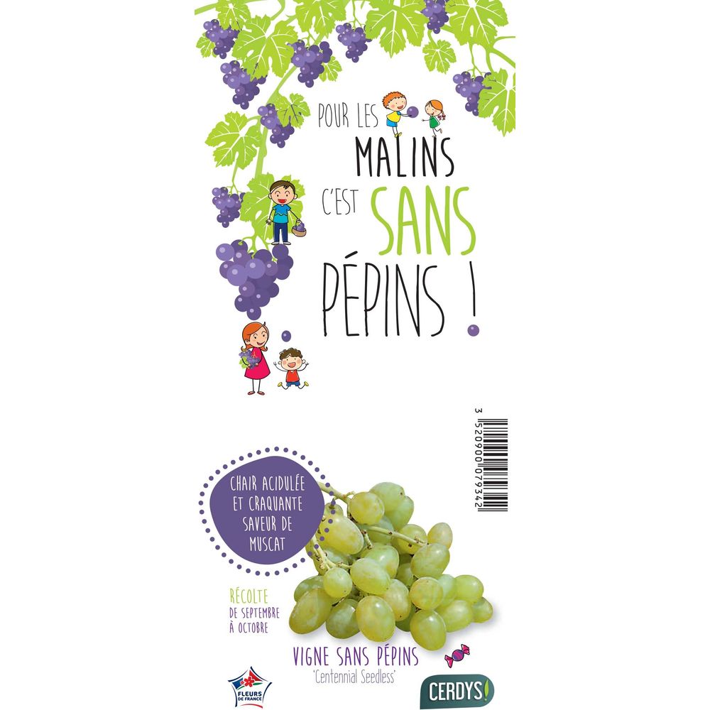 Vigne 'Centennial Seedless' - Pot 1,5L