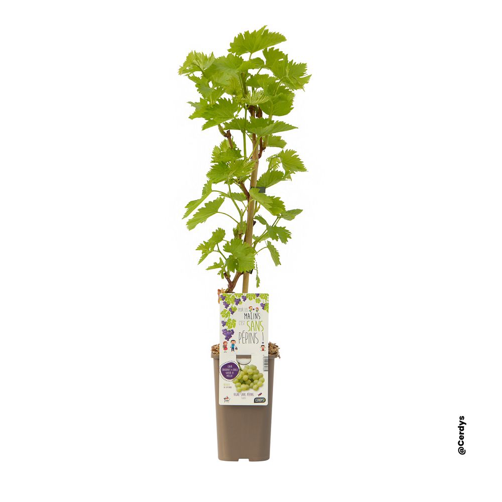 Vigne 'Exalta' : pot 1,5L