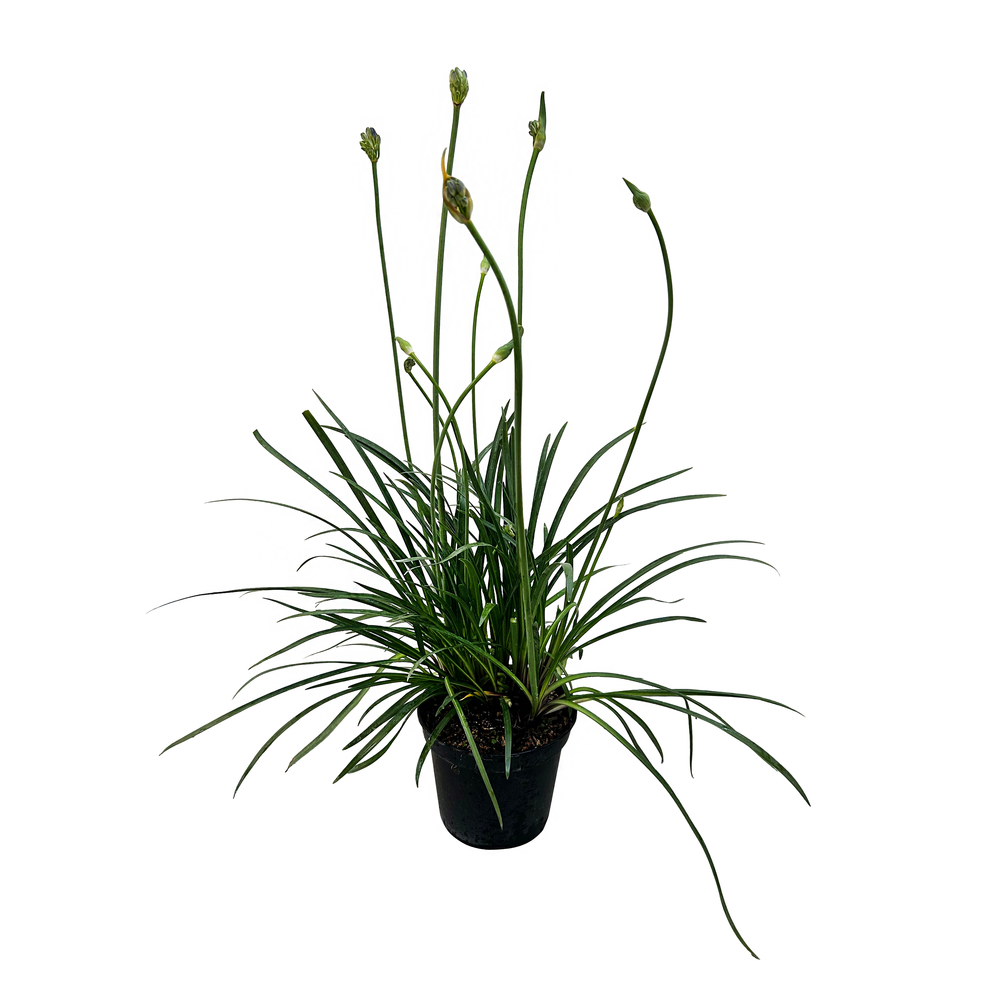 Agapanthe Pitchoune® : pot 7L