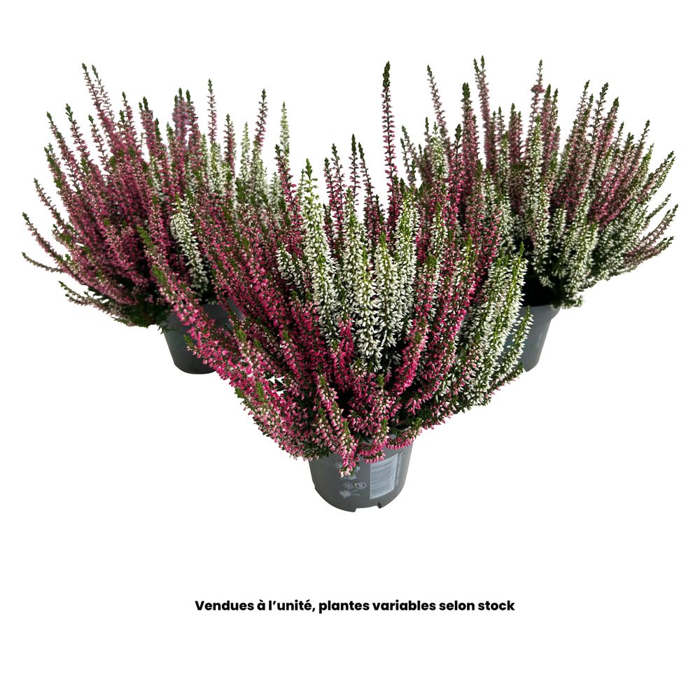 Calluna Garden Girls® Twins, coloris variables : pot 0,5L