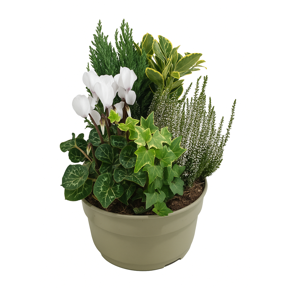 Composition 5 plantes, coloris blanc : coupe D.27cm