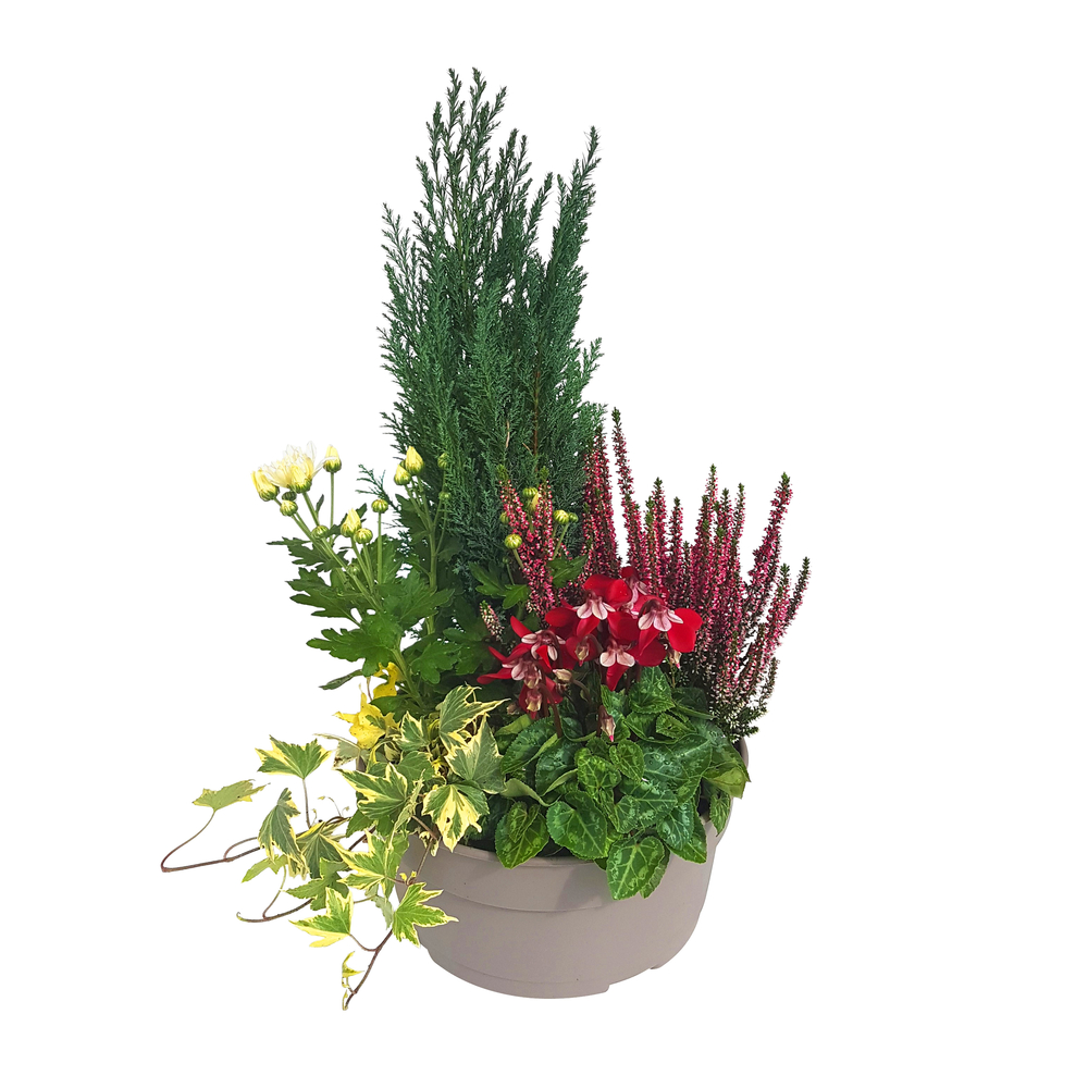 Composition 5 plantes, coloris jaune et orange : coupe D.27cm