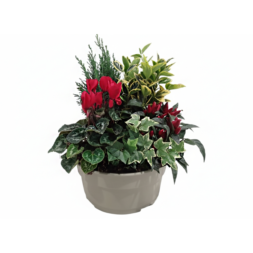 Composition 5 plantes, coloris rouge : coupe D.27cm