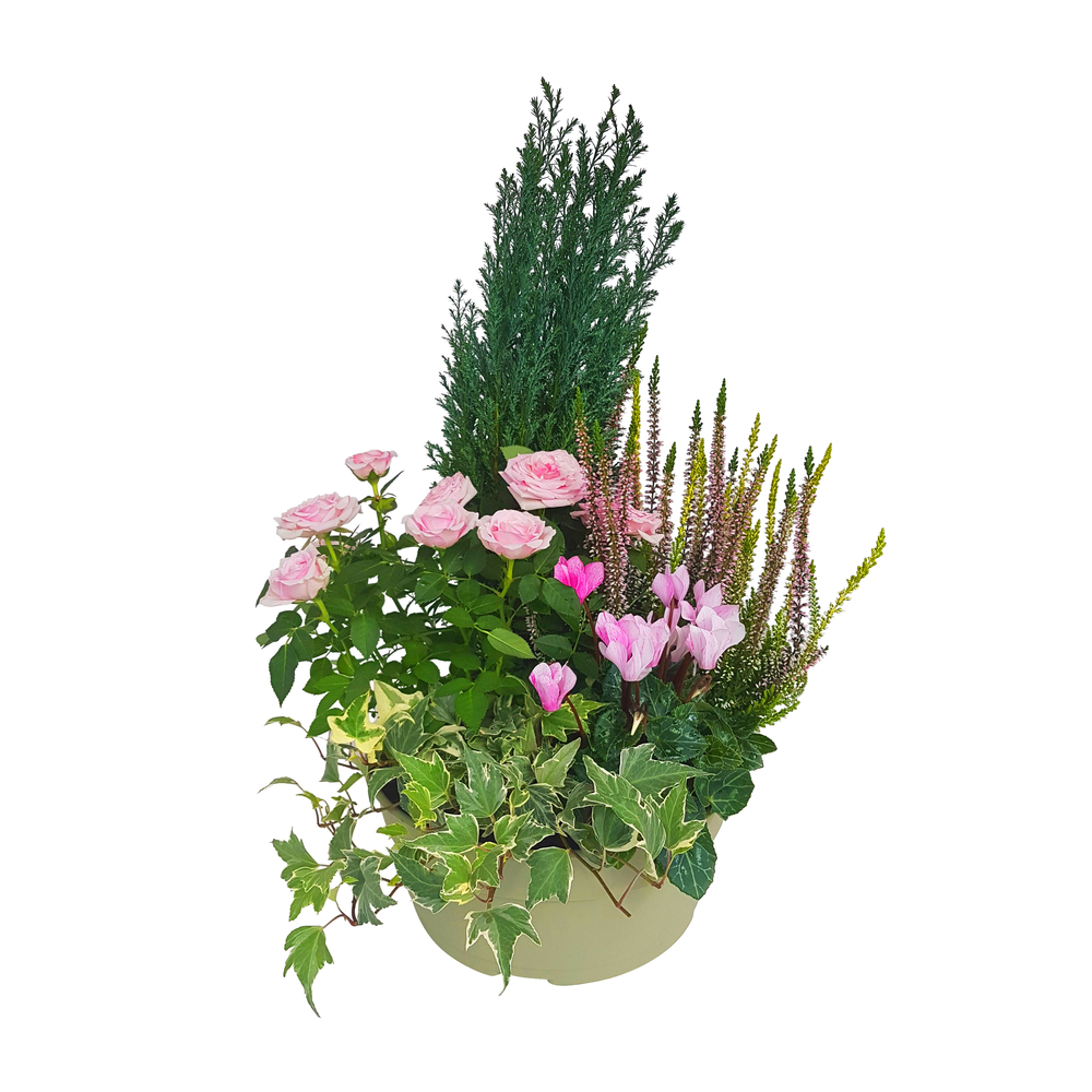 Composition 5 plantes, coloris variables : coupe D.27cm