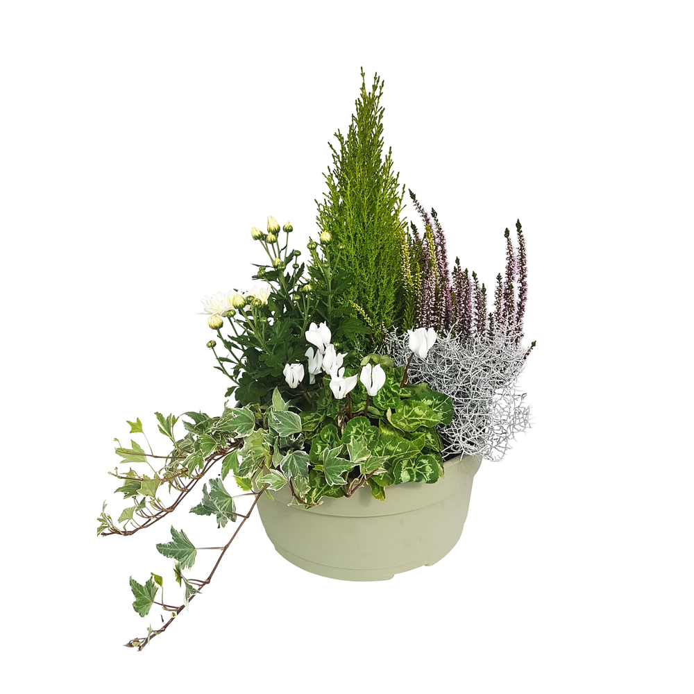 Composition 6 plantes, coloris blanc : coupe D.30cm