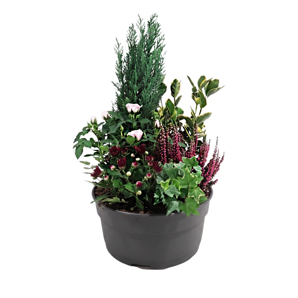 Composition 6 plantes, coloris rose : coupe D.30cm