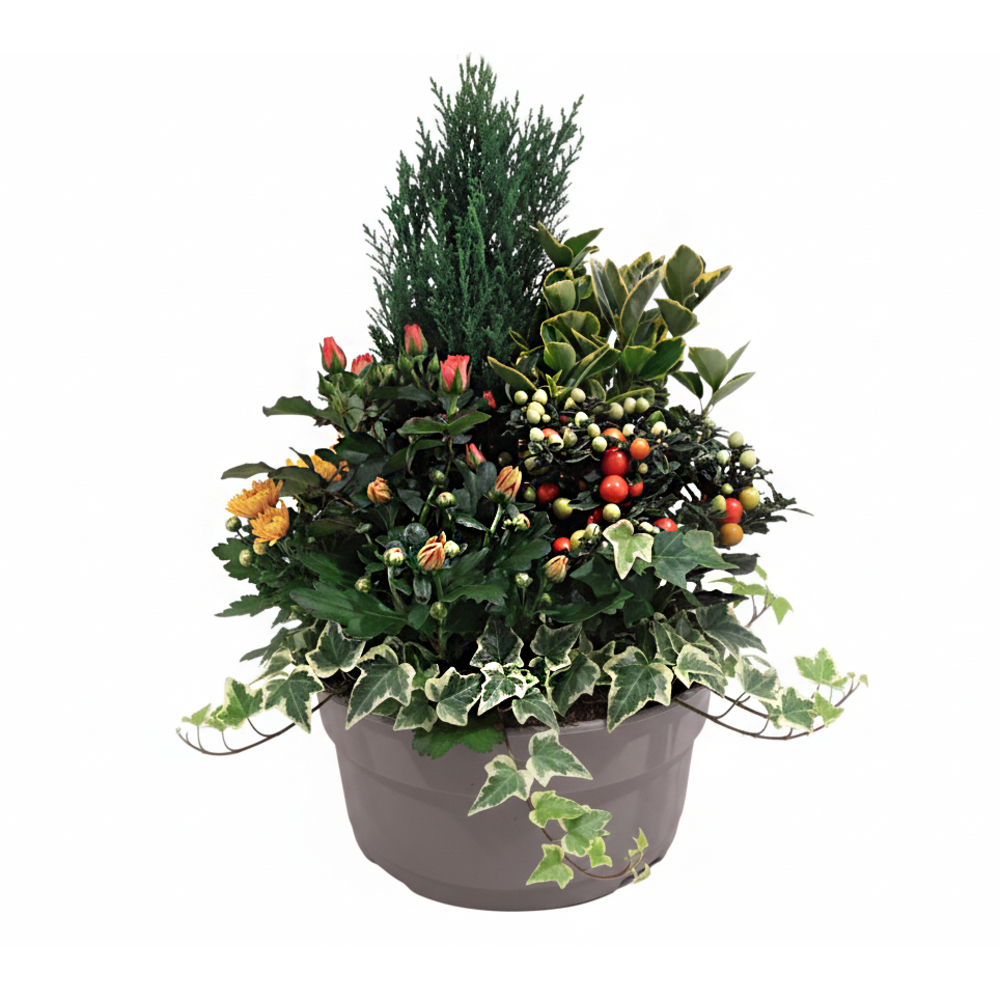 Composition 6 plantes, coloris jaune et orange : coupe D.30cm