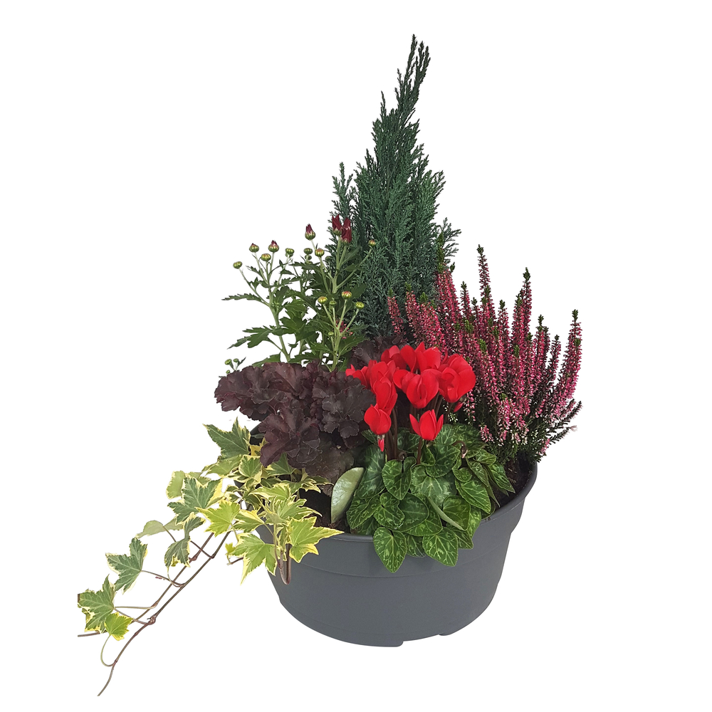Composition 6 plantes, coloris rouge : coupe D.30cm