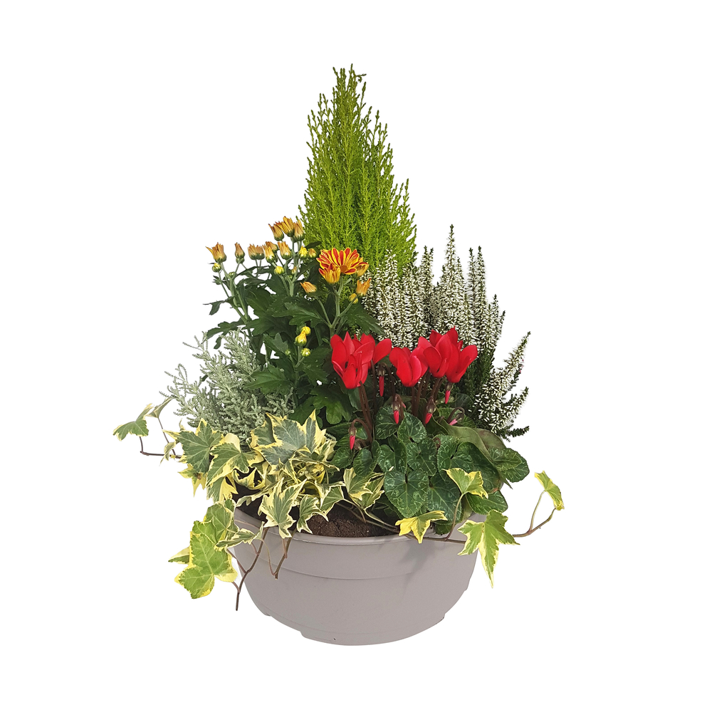 Composition 6 plantes, coloris variables : coupe D.30cm
