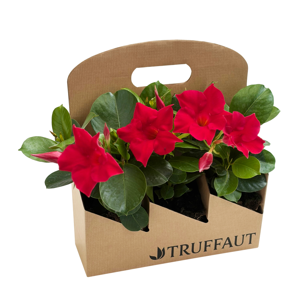 Dipladenia 'Diamantina', pack de 3 plantes 